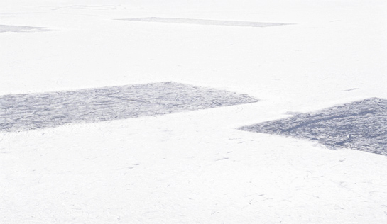 white fields