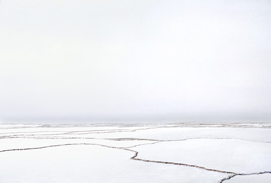 white fields