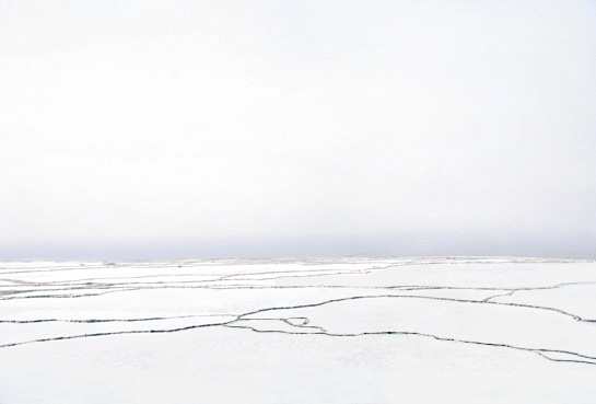 white fields